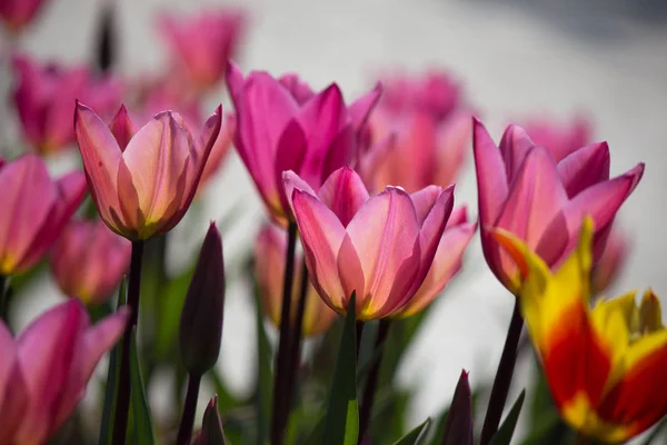 Gyönyörű Rózsaszín Tulipánok Counter Napfény — Stock Fotó
