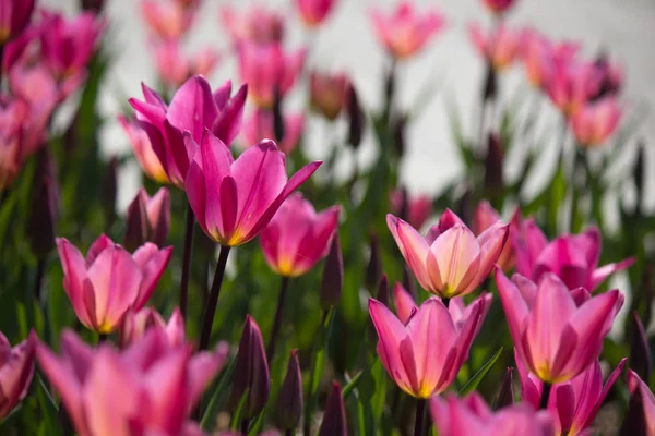 Számos Rózsaszín Tulipánok Szépen Shot Számláló Napfény — Stock Fotó