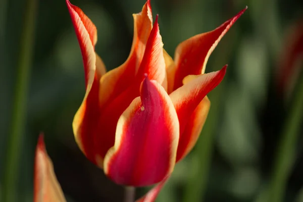 Красивый красный тюльпан. Символ Турции — стоковое фото