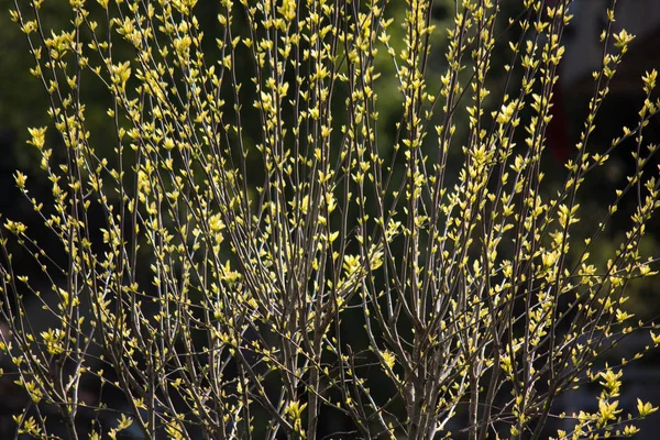 Hojas de primavera recién abiertas que brillan contra la luz del sol — Foto de Stock