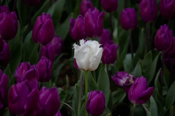 Növekvő Tulipán Mező Között Sötét Lila Tulipán Egyetlen Fehér Tulipán — Stock Fotó