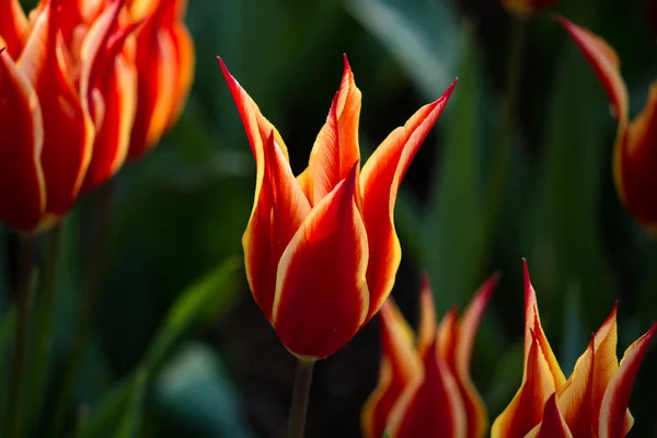 Tulip égő vörös kinézni — Stock Fotó