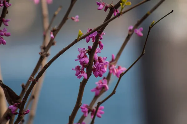 Pink tavaszi virágzik egy fa ága — Stock Fotó