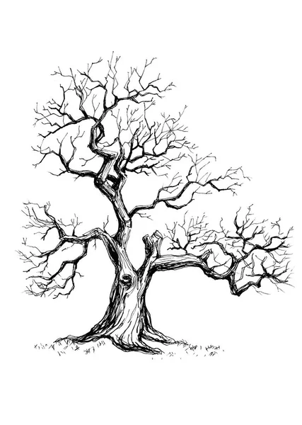 Bütün Yaprakları Kaybetti Eski Bir Yalnız Ağaç Resmi Elle Çizilmiş — Stok fotoğraf
