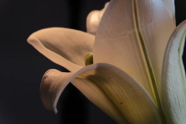 Flor Close Tiro — Fotografia de Stock