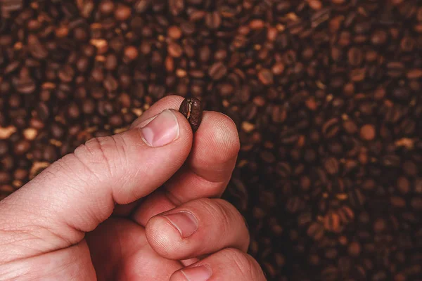 Primer plano de los dedos que muestran granos de café tostados — Foto de Stock