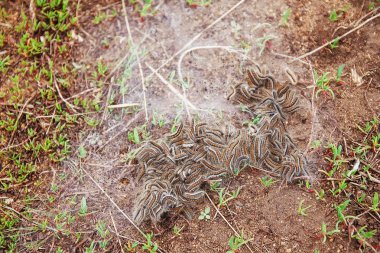 çok tüylü tırtıllar