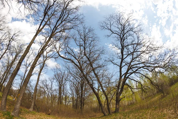 Bomen in een bos. Opzoeken. — Stockfoto