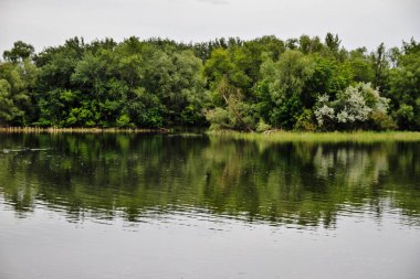 Nehirdeki ağaçların yansıması