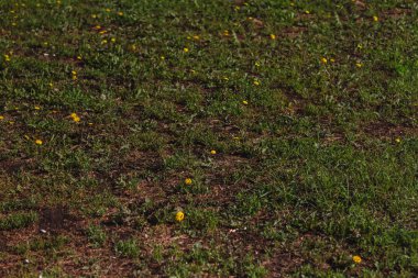 Yeşil çimen doğal arkaplan.