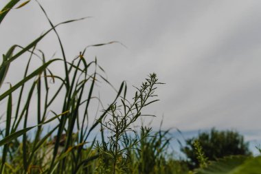 Sarımsak Bahçe Yatak scapes ile