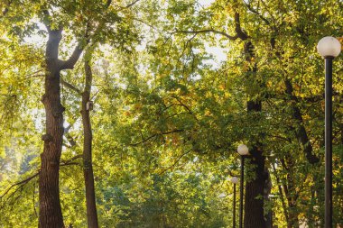 Kuru yaprakları ile sonbahar sahne