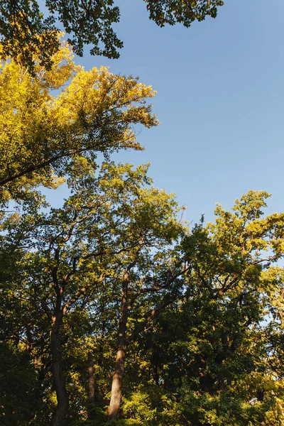 Herfst landschap met droge bladeren — Stockfoto