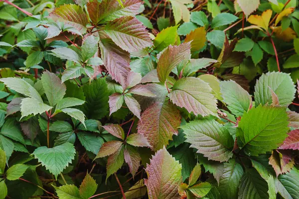 yeşil yapraklar arkaplan