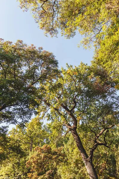 Paysage d'automne avec des feuilles sèches — Photo