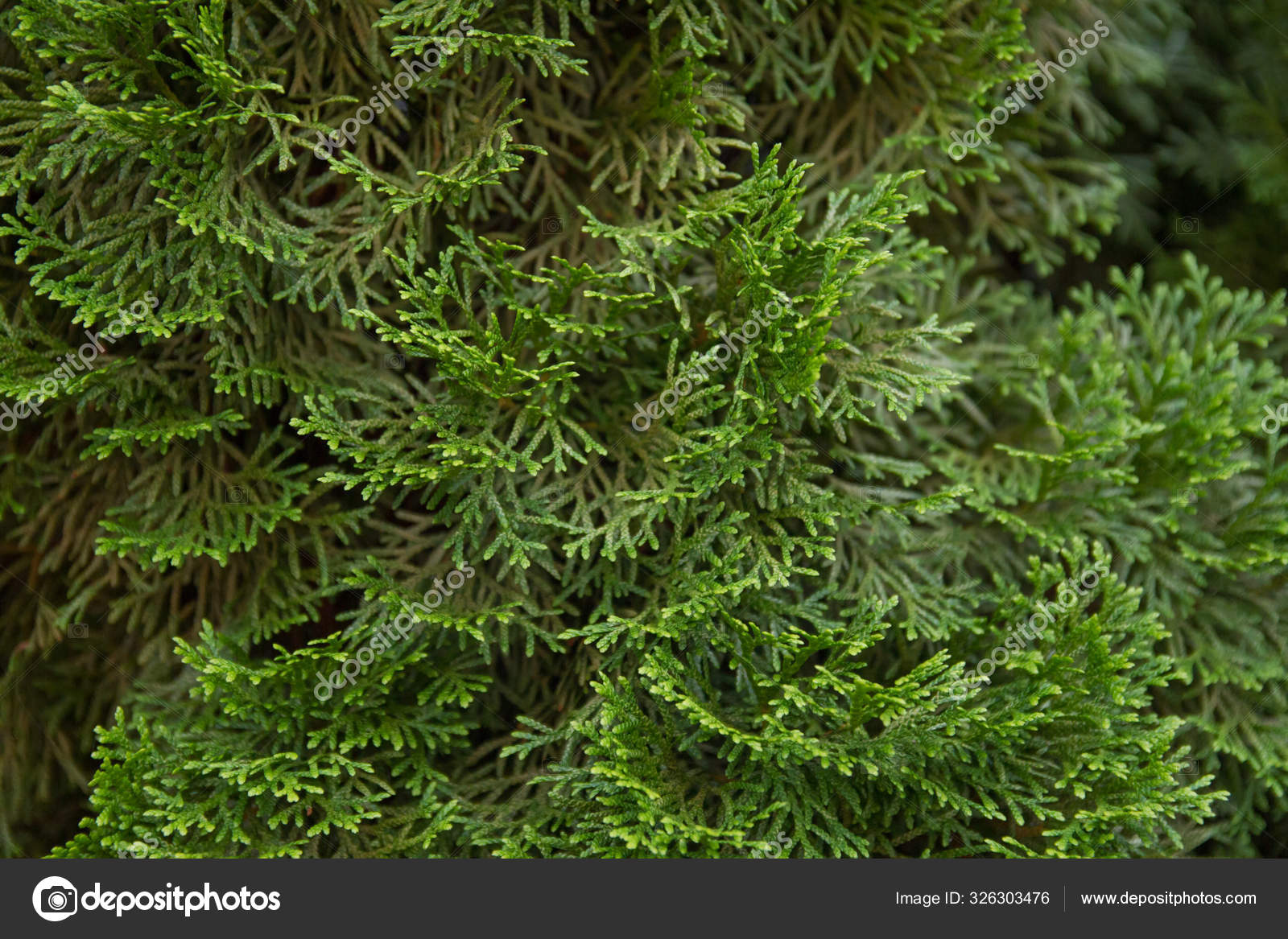 Incense Cedar Tree Calocedrus Decurrens Branch Close Up Stock Photo Image By C Dude Lea 326303476