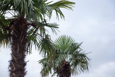 Palmiye ağaçları - güzel bir mavi gökyüzü karşı mükemmel palmiye ağaçları