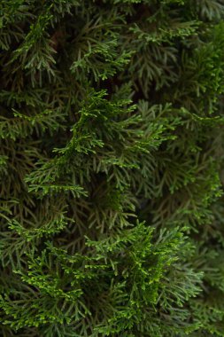 Tütsü Sedir ağacı su sediri decurrens dalı yakın çekim.