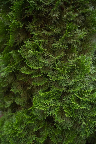 Tütsü Sedir ağacı su sediri decurrens dalı yakın çekim.