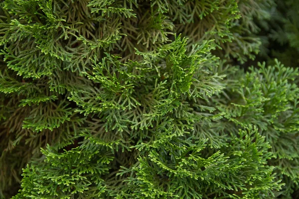 Incense cedar tree Calocedrus decurrens branch close up. — Stock Photo, Image