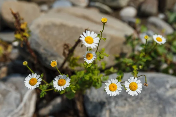 Beautiful white flowers growing on the rocks. natural floral — Stock Photo, Image