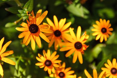 Parlak sarı rudbeckia ya da Siyah Gözlü Susan çiçekleri