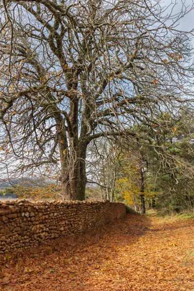 Outono paisagem árvore caída folhas — Fotografia de Stock