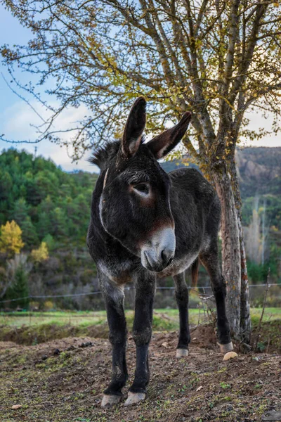 Moinho de Vento Com Burro