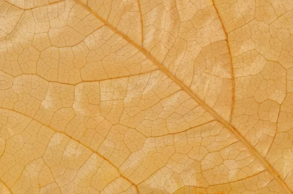 wine leaf macro. foliage of leaf textured background. Close up view of abstract leaf and veins.