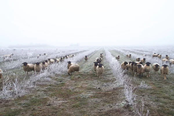 sheep weed control. Sheep Herd in plantation of aronia shrubs. Grazing Animals after a freezing rain storm in winter and on one day with a fog. Winter frosty landscape covered by white flake ice.