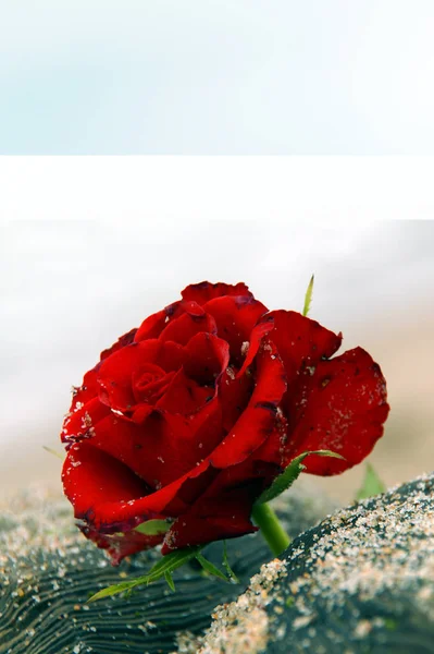 Sympathy card with red rose at sea.  funeral Condolence card. Empty place for a text. Appreciation, feelings compliment, mourning frame. Condolences card, Prayers and Deepest Sympathy concept
