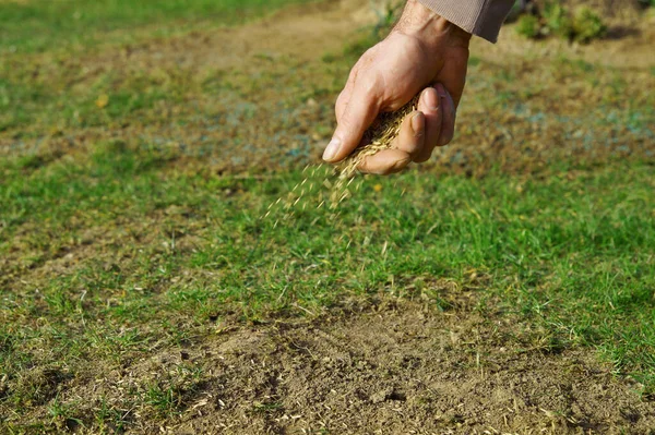 Spreading grass seed in spring by hand for the perfect lawn. Sowing Grass Seed By Hand. grass seeds in male hand in loosened soil background. blue colored spreaded seeds in the blurred background — Stock Image Spreading Grass Seed Spring Hand Perfect Lawn Sowing Grass Seed Royalty Free Stock Photos