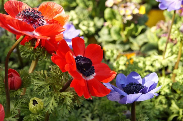 multicolored - blue, red, orange poppies flowers. Background of blooming poppy flowers with open buds. Papaver orientale (Oriental poppy) Papaveraceae, Genus-Papaver.