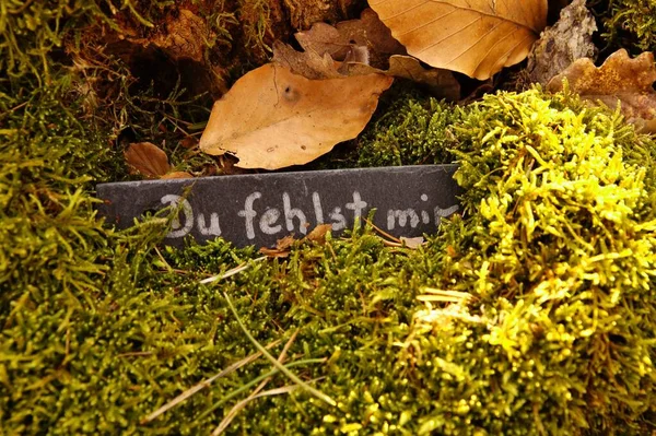 memorial plaque with text in german Du fehlst mir - I miss you - near a tree, Natural burial grave in the forest. funeral plaque on grass or moss. tree burial, cemetery and All Saints Day concepts. known as Friedwald or Ruheforst in germany