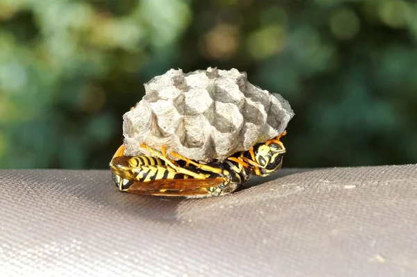 nest of a wasps and larvae close-up. wasp on honeycomb. Wasp\'s nest with wasps sitting under it.