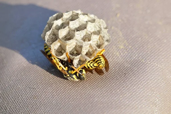 nest of a wasps and larvae close-up. wasp on honeycomb. Wasp\'s nest with wasps sitting under it.