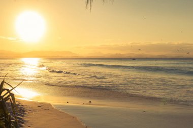 Sabah erken o güzel Byorn Bay beach denilen Wategos. Fotoğraf featuring monte konusuna geri ve okyanusun üstünde martılar.