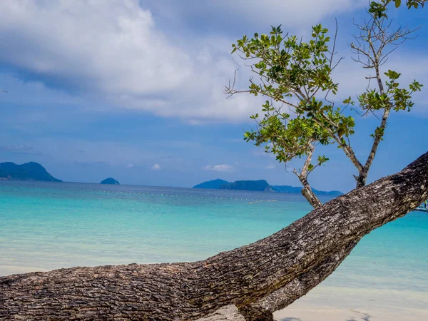 有白色沙滩海景背景的树，度假或退休后的旅行计划 — 图库照片