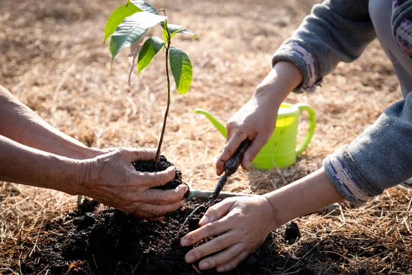 A mão da mulher sênior e a mão de mulheres jovens estão ajudando uns aos outros a plantar árvores, Dia Mundial do Meio Ambiente, conceito de transferir a conservação ambiental para a próxima geração. — Fotografia de Stock