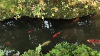 Birçok renkli sazan balığı nehirde yosun, eğrelti otu ve çiçeklerle yüzer..