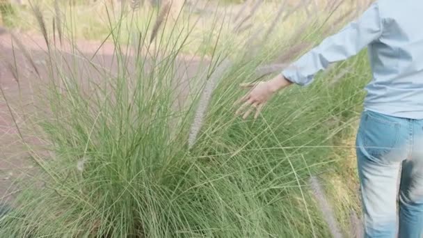 Vrouw Liep Met Haar Hand Het Gras Aan Raken — Stockvideo