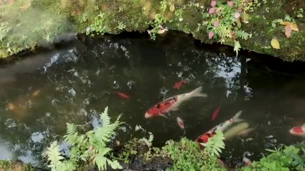 たくさんの色の鯉魚が水中を泳ぎ 花が川岸を泳いでいます — ストック動画