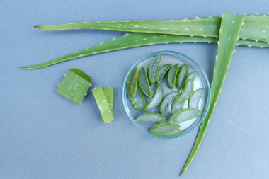 Aloe vera yıldız kaktüsü Gri arka planda izole edilmiş.