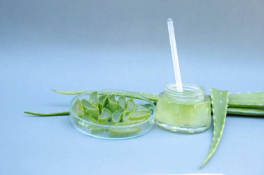 Aloe vera jeli ve aloe vera yıldız kaktüsü gri arka planda izole edilmiş..