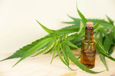 Kenevir yaprağı ve CBD yağı. Alternatif tıp, bitkisel tedavi kavramı.