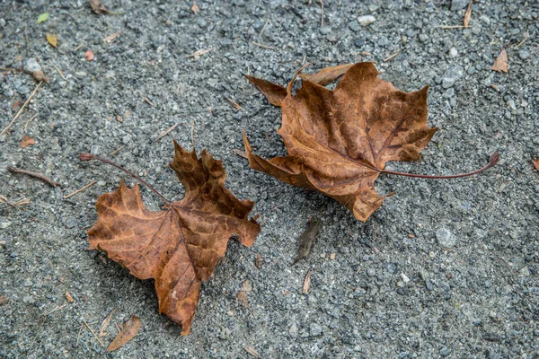 Feuilles d'automne sur asphalte — Photo