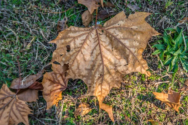 Fallen big brown leaf on the ground — Stock Photo, Image