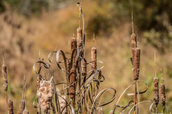 Cattails en otoño — Foto de Stock