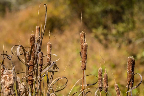 Cattails en otoño — Foto de Stock