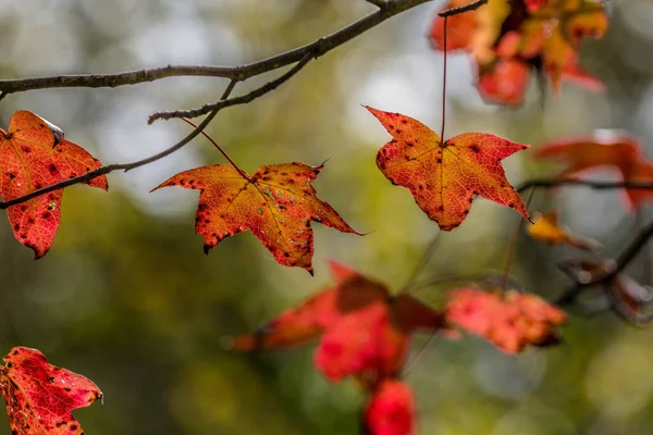 Gum tree leaves in autumn